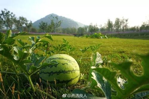 学校新瓜最新爆料江苏,揭秘校园风云背后的真相！”